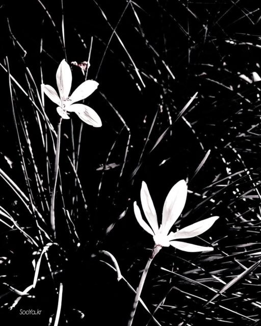 <나도>
http://sooya.kr
.
#cyber사이비사진전
#수야의관점놀이 #viewpoint_play
#거짓말이야기
#자그마한이야기
#스마트폰사진 #smartphone_photos