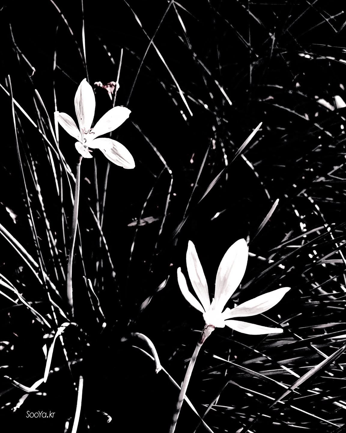 <나도>
http://sooya.kr
.
#cyber사이비사진전
#수야의관점놀이 #viewpoint_play
#거짓말이야기
#자그마한이야기
#스마트폰사진 #smartphone_photos