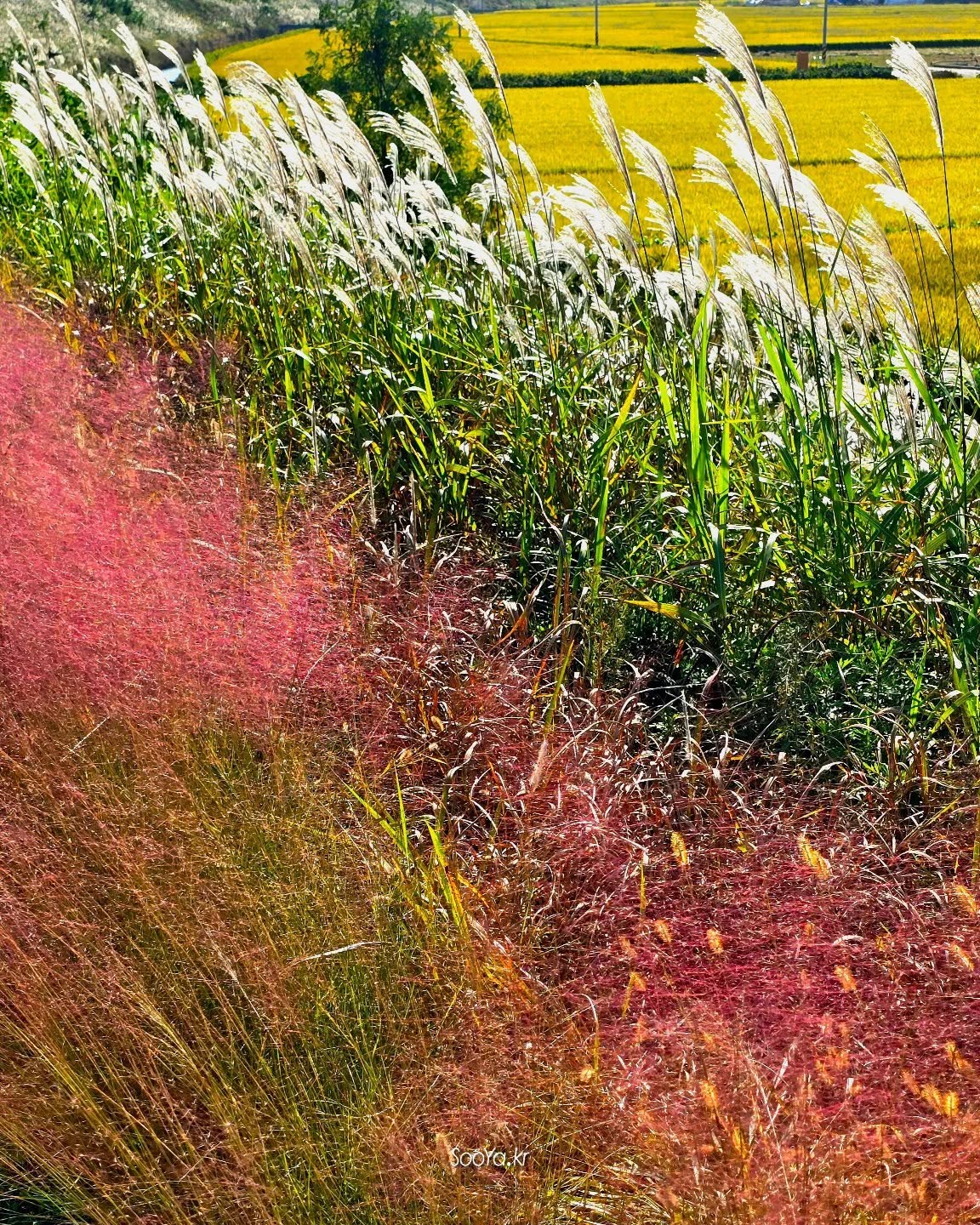 <가을 눈빛>
http://sooya.kr
.
#cyber사이비사진전
#수야의관점놀이 #viewpoint_play
#거짓말이야기
#자그마한이야기
#스마트폰사진 #smartphone_photos