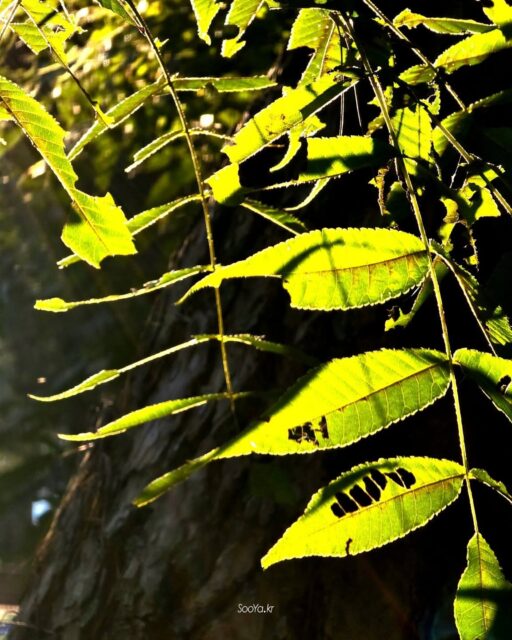 <몸보시布施>
http://sooya.kr
.
#cyber사이비사진전
#수야의관점놀이 #viewpoint_play
#거짓말이야기
#자그마한이야기
#스마트폰사진 #smartphone_photos