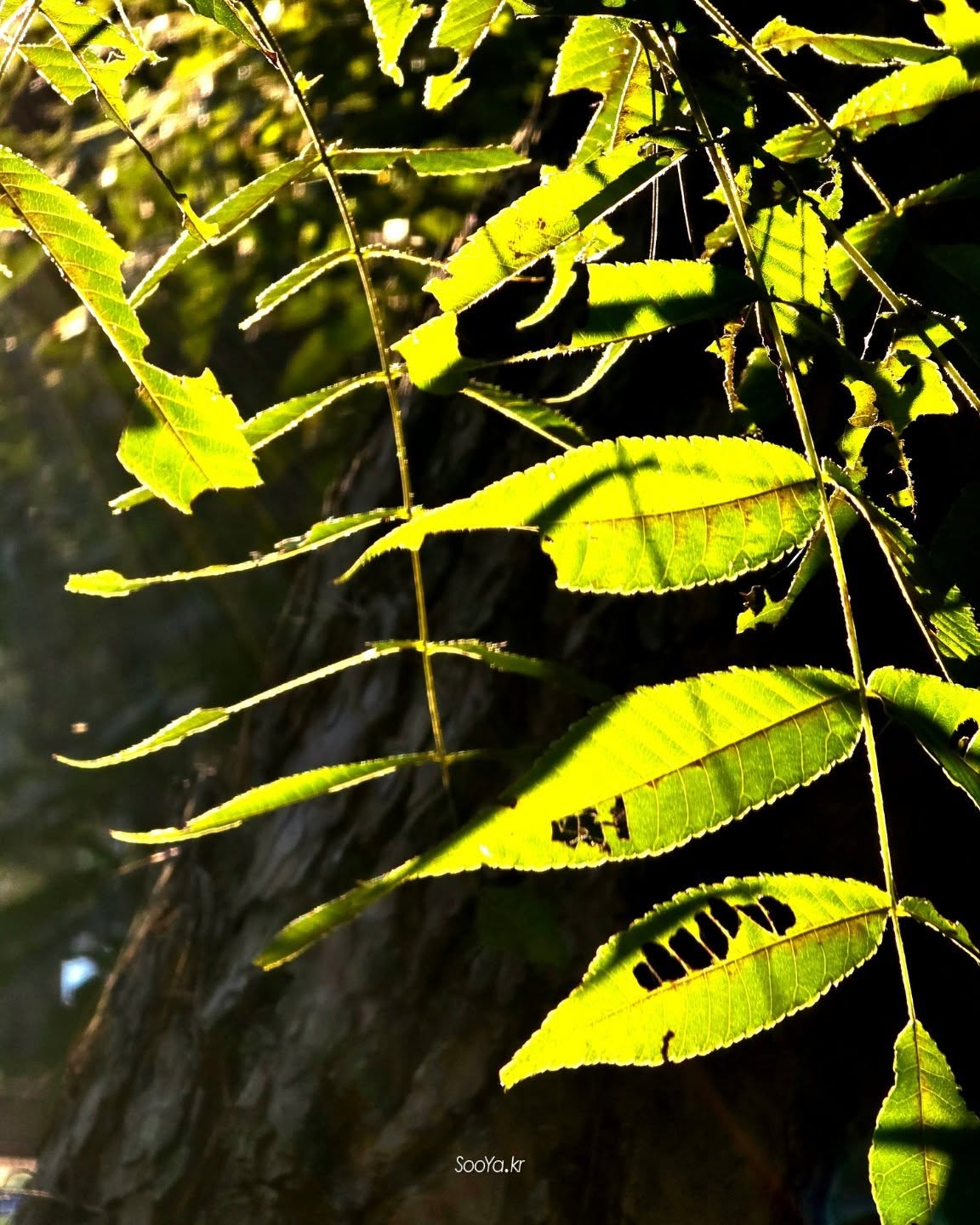 <몸보시布施>
http://sooya.kr
.
#cyber사이비사진전
#수야의관점놀이 #viewpoint_play
#거짓말이야기
#자그마한이야기
#스마트폰사진 #smartphone_photos