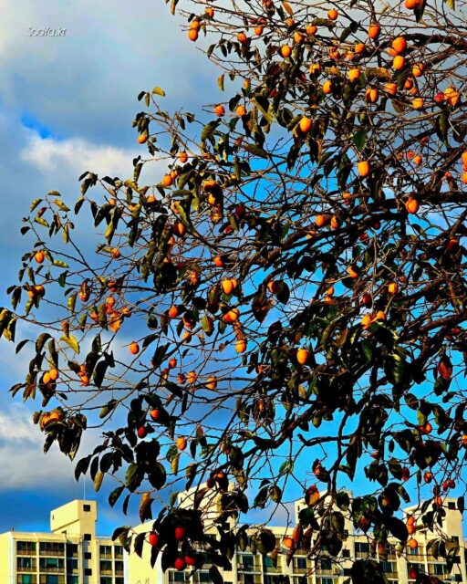 <1가구 1감>
http://sooya.kr
.
#cyber사이비사진전
#수야의관점놀이 #viewpoint_play
#거짓말이야기
#자그마한이야기
#스마트폰사진 #smartphone_photos