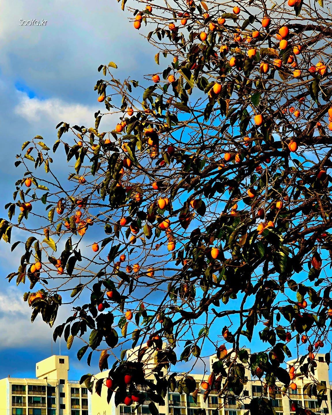 <1가구 1감>
http://sooya.kr
.
#cyber사이비사진전
#수야의관점놀이 #viewpoint_play
#거짓말이야기
#자그마한이야기
#스마트폰사진 #smartphone_photos