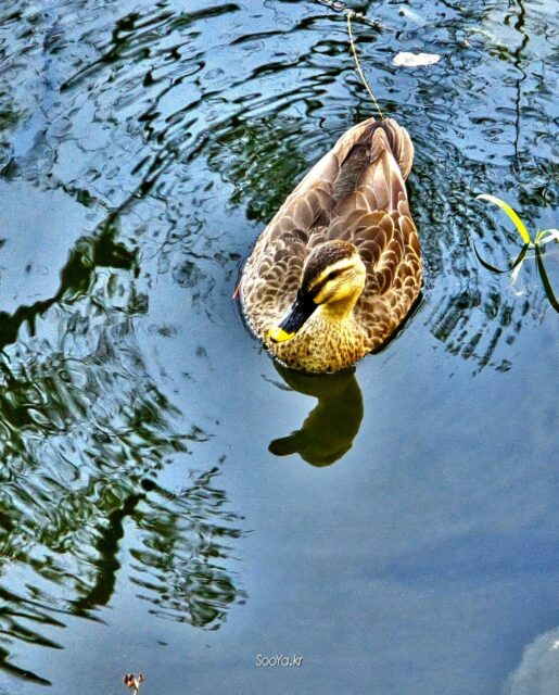 <정중동(靜中動)>
http://sooya.kr
.
#cyber사이비사진전
#수야의관점놀이 #viewpoint_play
#거짓말이야기
#자그마한이야기
#스마트폰사진 #smartphone_photos