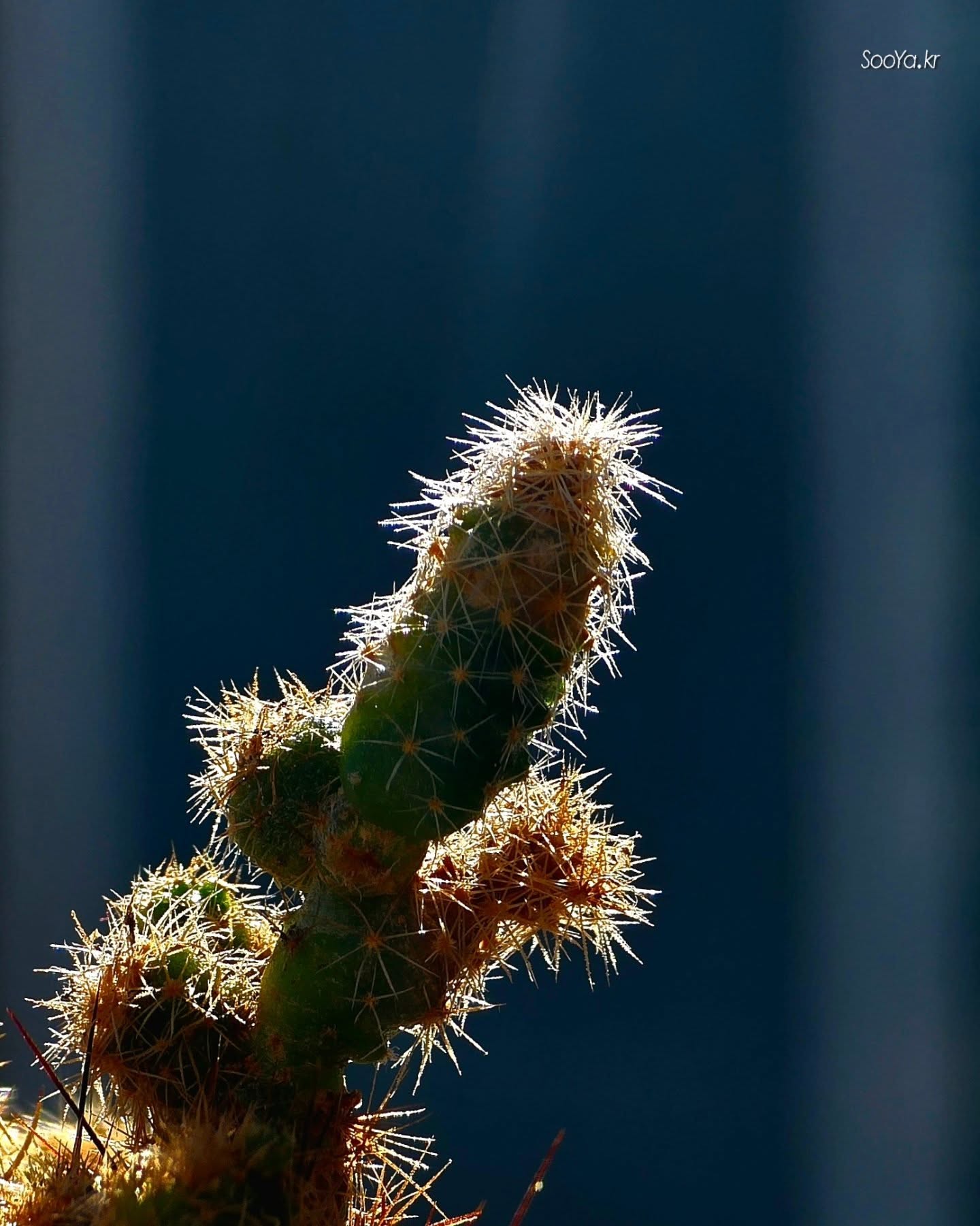 <여린 손>
http://sooya.kr
.
#cyber사이비사진전
#수야의관점놀이 #viewpoint_play
#거짓말이야기
#자그마한이야기
#스마트폰사진 #smartphone_photos