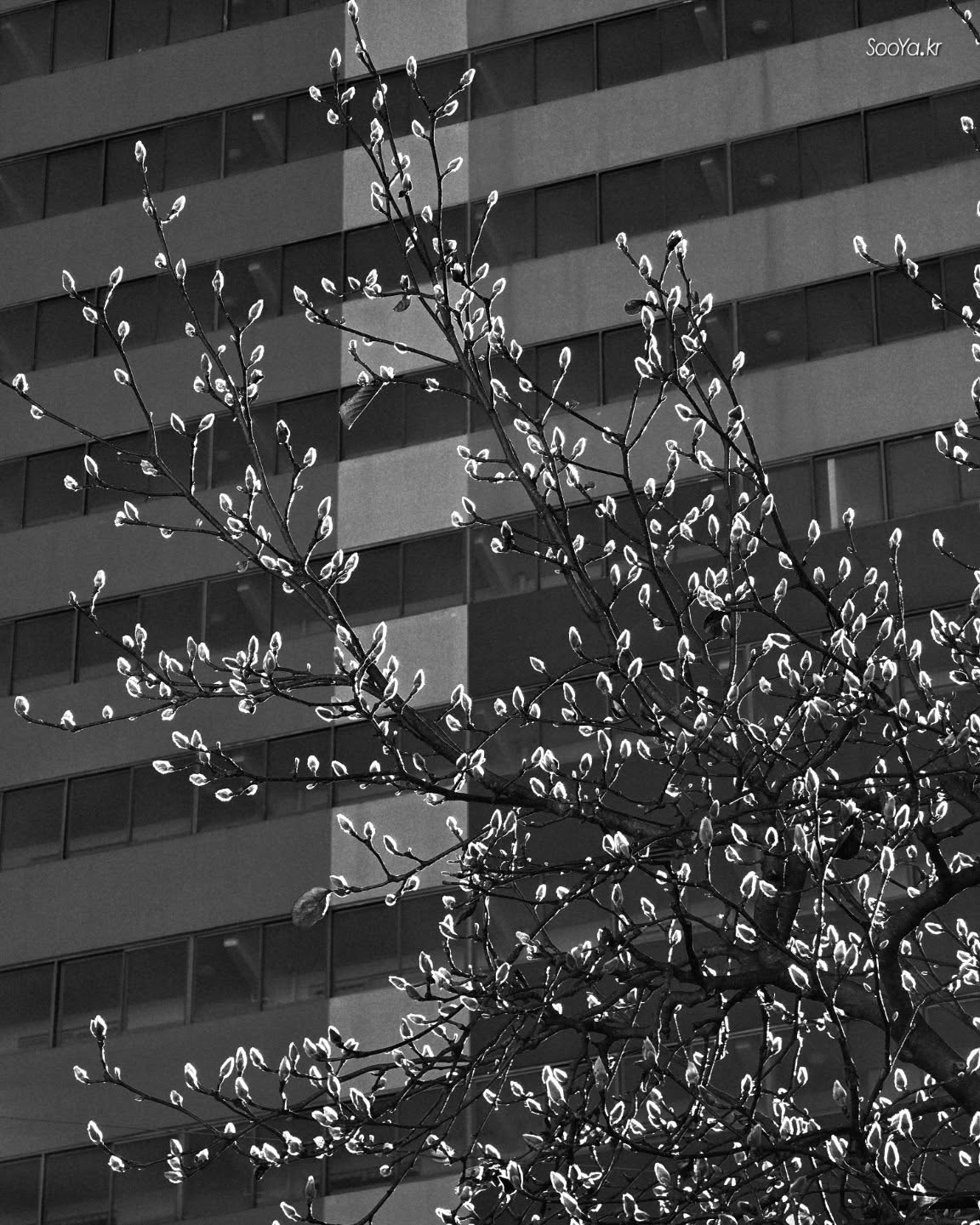 <새 시작>

http://sooya.kr

#cyber사이비사진전
#수야의관점놀이
#거짓말이야기
#자그마한이야기